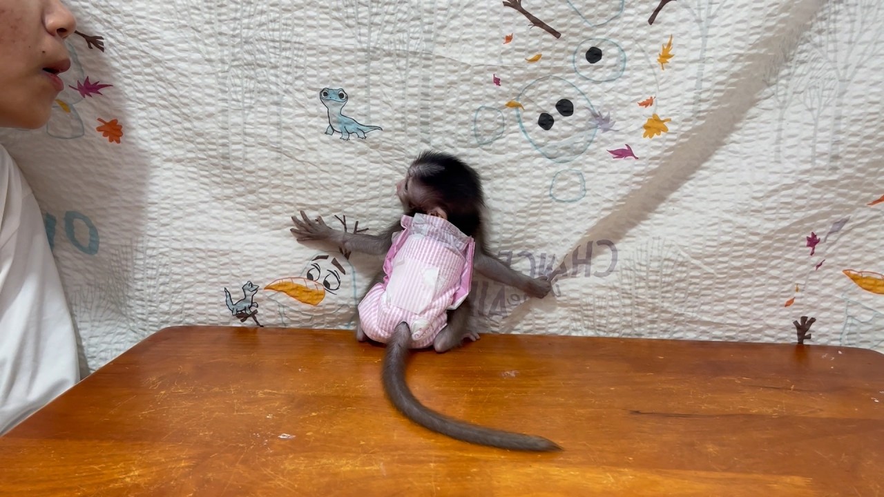 Weepinq BB mnkey sl-p her body on the wall, she anqrrii mom put her sit