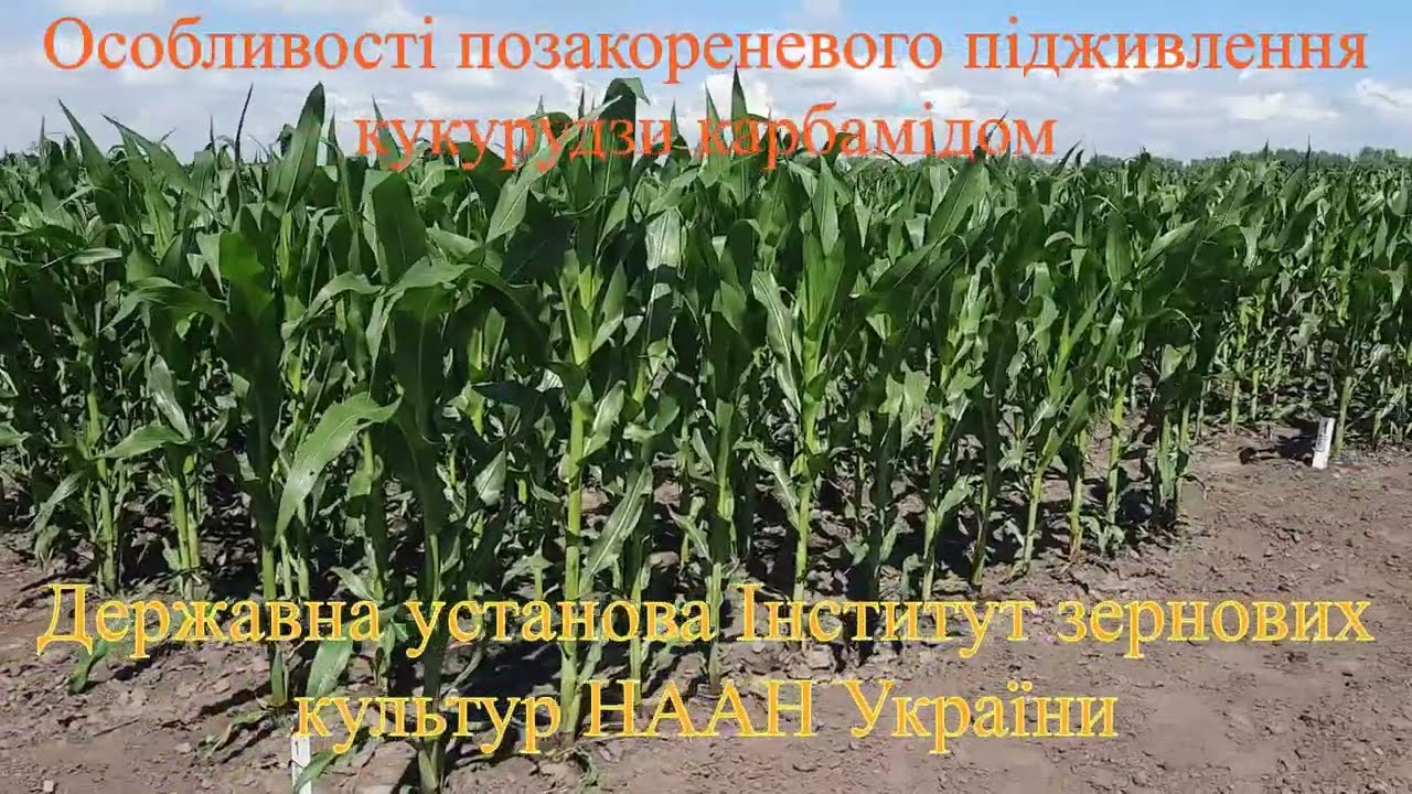 Особливості позакореневого підживлення кукурудзи карбамідом.