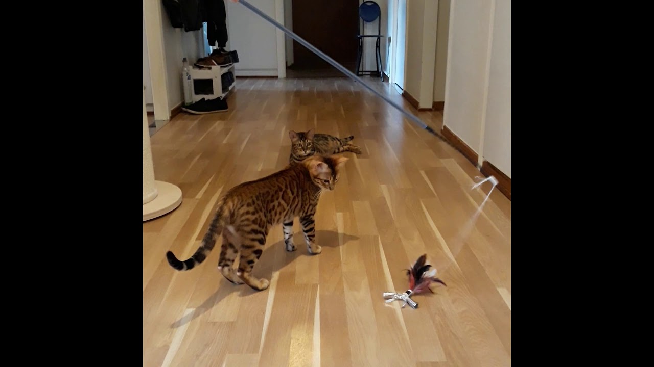 Bengal Playtime