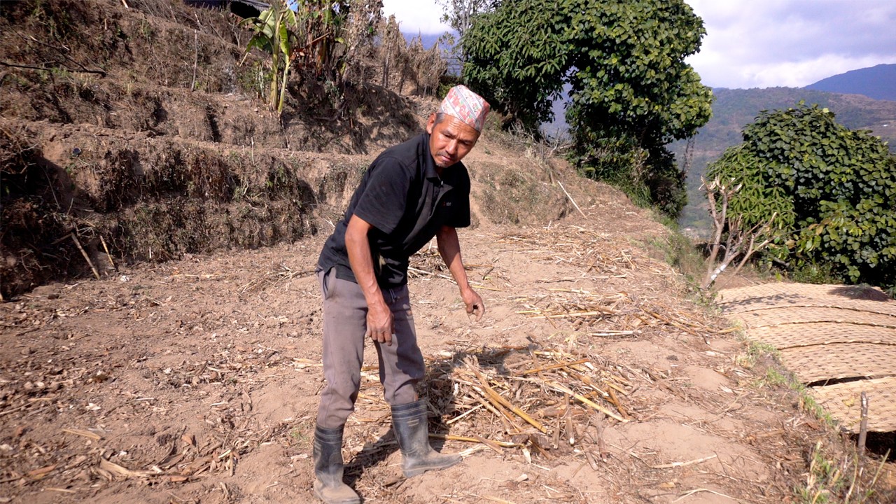 jungle man is working in the farm field || family in the jungle || @junglefamilycooking