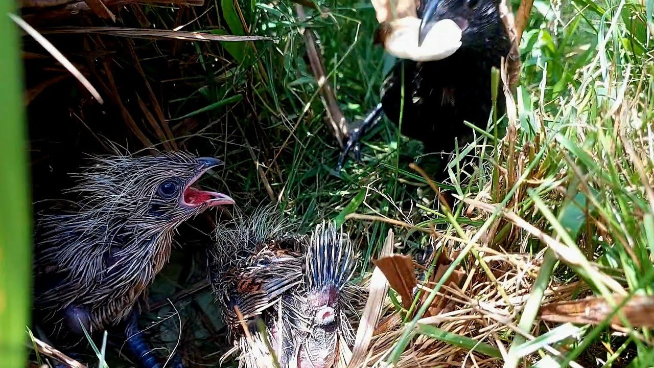 Hidden in the Grass: Baby Birds with Spiky Hedgehog Feathers!!!
