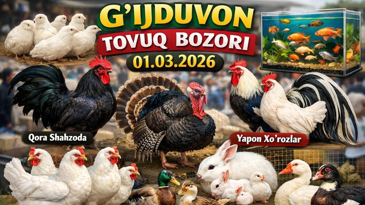 G‘ijduvon Tovuq Bozori 01.03.2026 | Xo‘rozlar, Bedona, Baliq, Quyon va Boshqalar