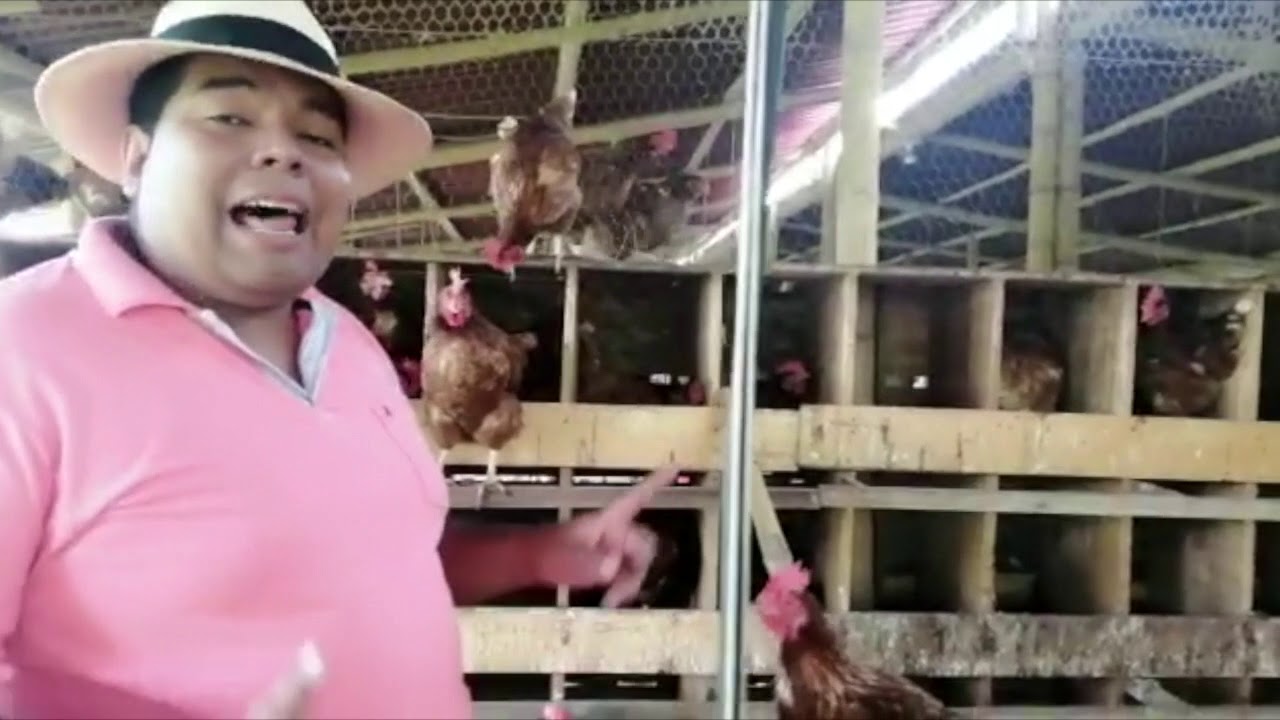 gallina ponedora con ramoneo para asociaci&oacute;n ammucid
