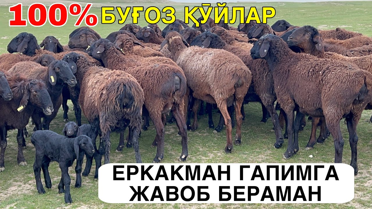 БУҒОЗ ХИСОРИ ҚӮЙЛАР. ☎️+998957884696 ☎️+998771602198