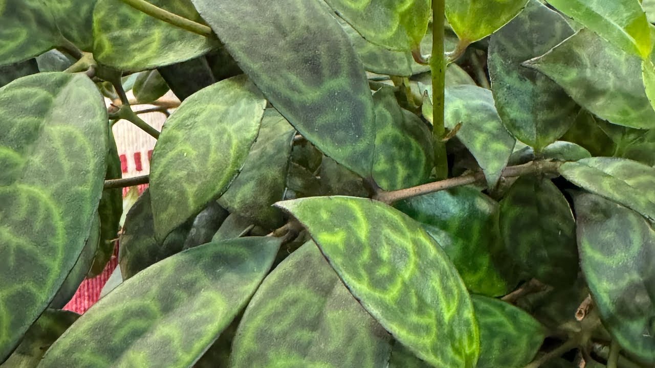 Plant of the Day- Black Pagoda Lipstick Plant