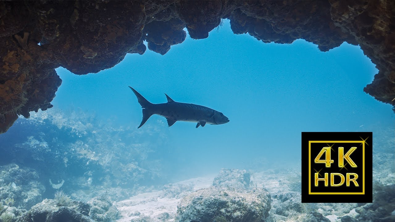 Diving in Key Largo Molasses Reef - 4K HDR - Nikon Z8