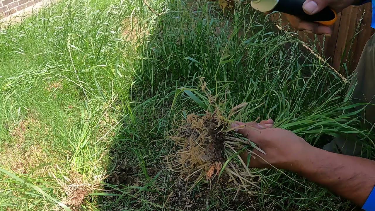 PULLING TALL WEEDS BY HAND ONLY  (ASMR)