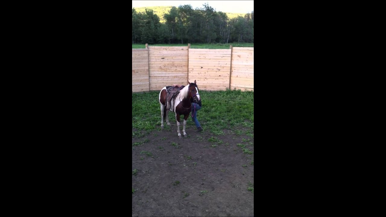 Horse Bucks, Rears and Smashed rider thru round pen, paint quarter.
