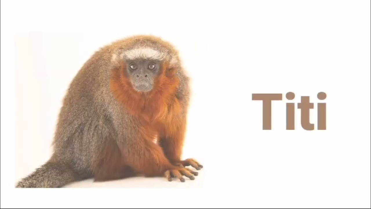 Monkey names || Top 20 monkey names