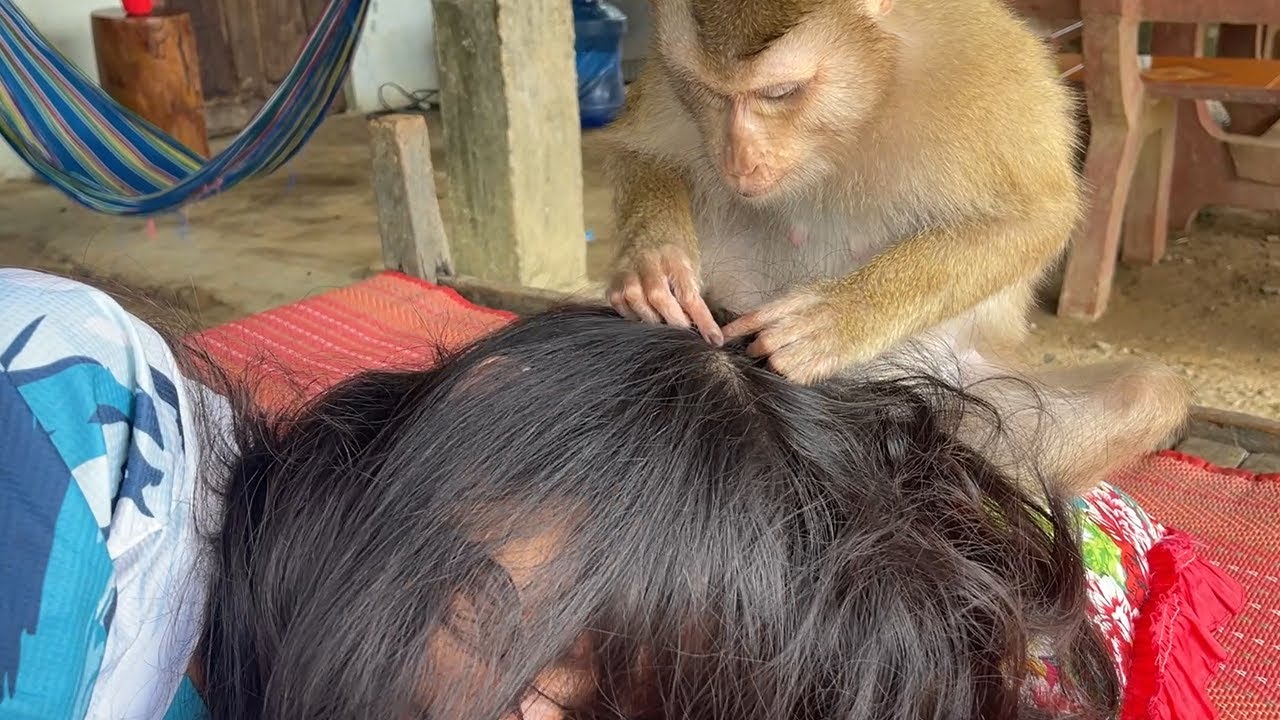 Zueii Monkey Gives The Good Hair Treatment Ever And Concentrating Hard Remove Dandruff