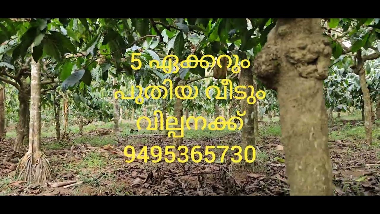 #WAYANAD# DEVARAJ AMBALAVAYAL വയനാട്ടിൽ 6 ഏക്കർ സൂപ്പർ കാപ്പിതോട്ടം + വീടും വില്പനക്ക് 9495365730