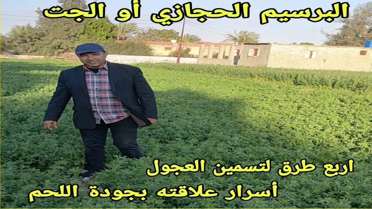 تسمين العجول بأربعة طرق مختلفة علي البرسيم الحجازي. د/السيد الطوخي  ومقارنة البرسيم البلدي و الحجازي