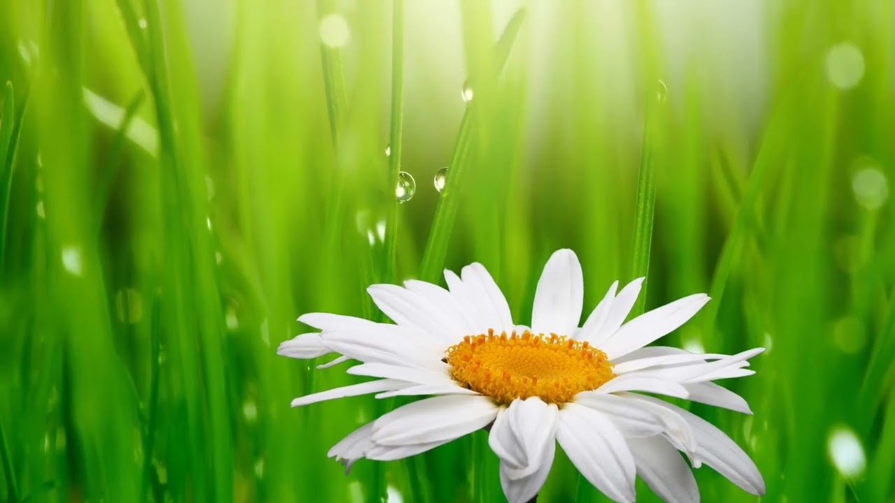 Фредерик Шопен.Нежность