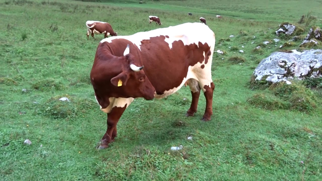 00009 r&ouml;thbach wasserfall