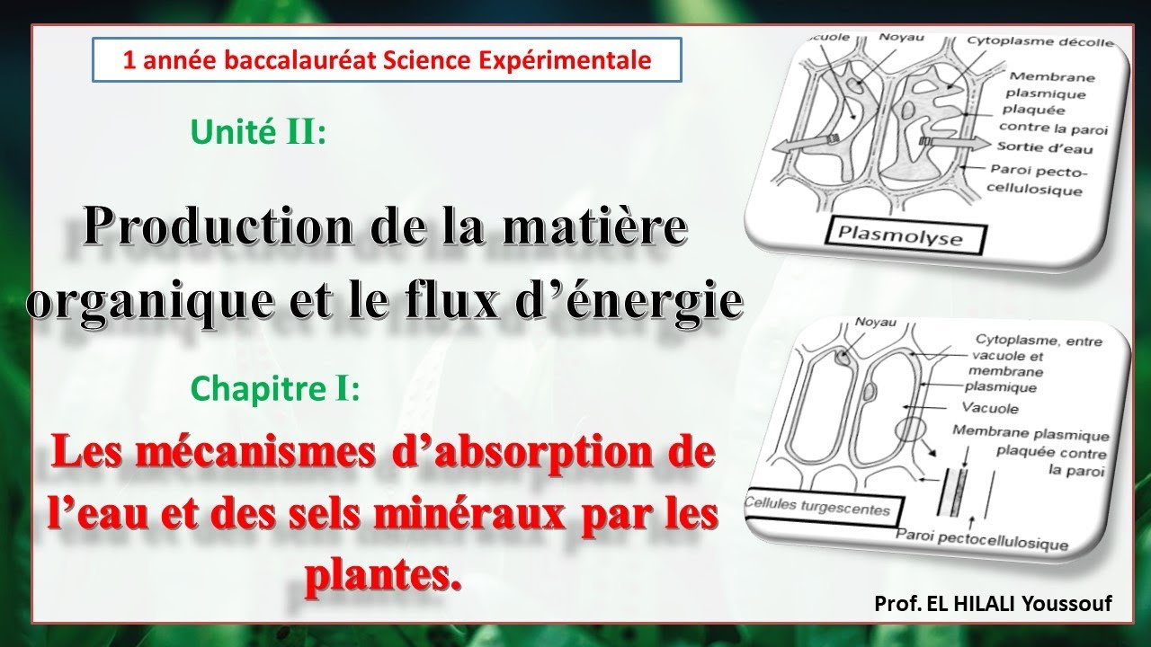 la mise en &eacute;vidence des &eacute;changes hydriques entre la cellules v&eacute;g&eacute;tale et le milieu ext&eacute;rieur.