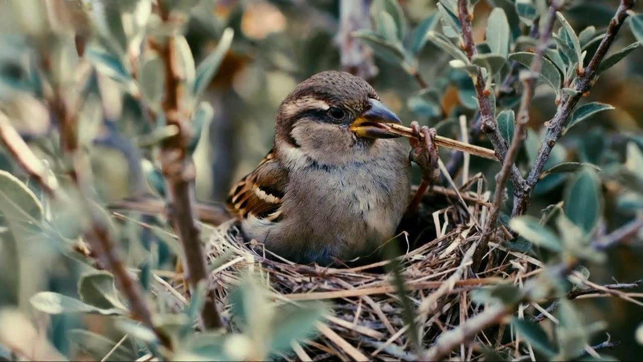 Sparrow: From Egg to Bird in 180 days | Animal Life | 4K HDR 60 FPS