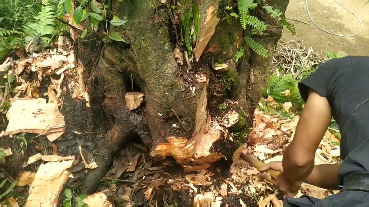 How Huge Tree Cut with Naga Dao/machete||Locally made tools