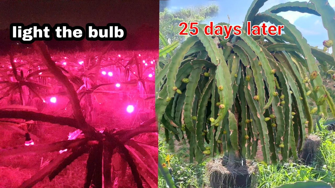 Dragon Fruit - Fruit all year round if you do this for your dragon fruit tree