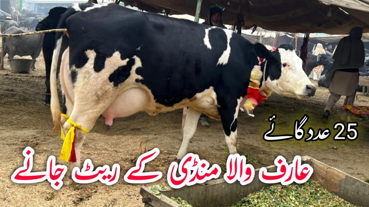Arifwala Mandi | cholistani frizen cows for sale (03005104853) youtube. 11-1-25