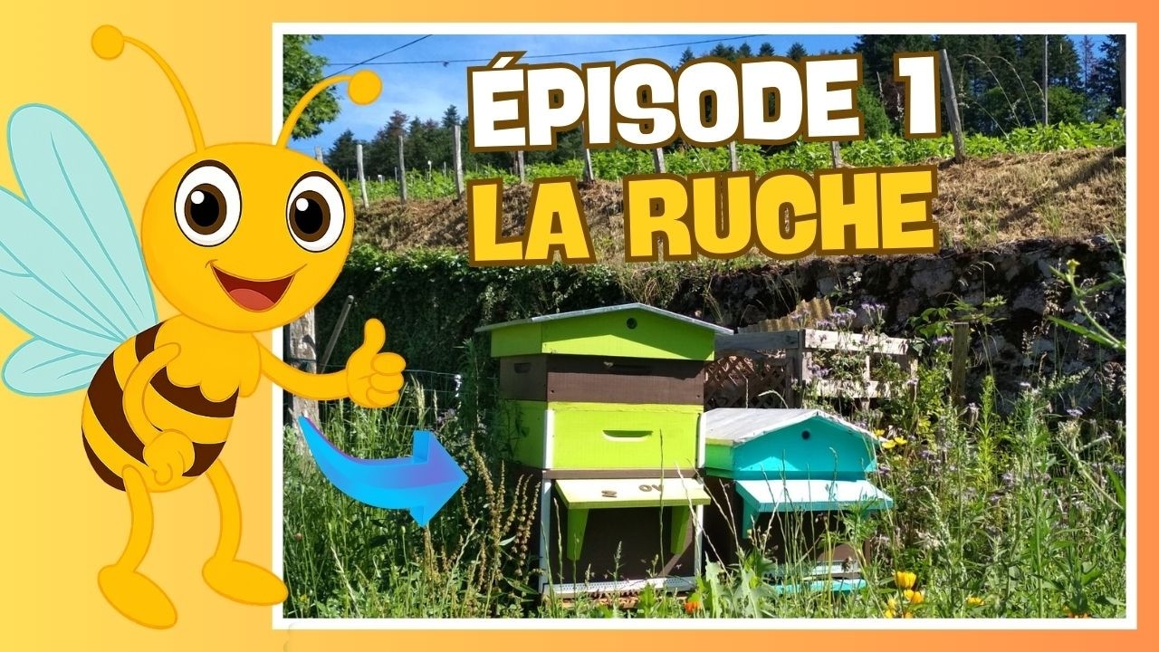 🐝 Apiculture d&eacute;butant : Comment fonctionne une ruche (&eacute;l&eacute;ments et explication compl&egrave;te)