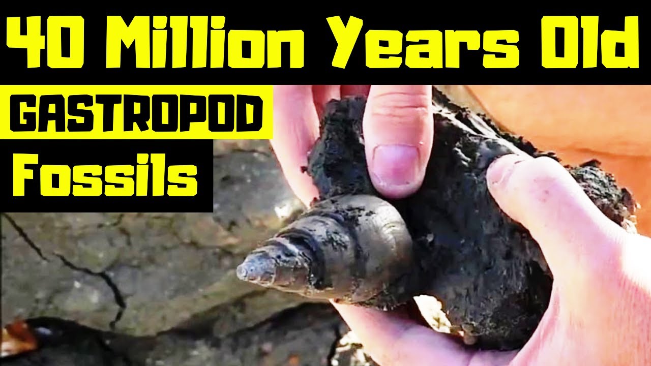 Hunting Fossil Gastropods from the Bartonian age of the Eocene epoch period.
