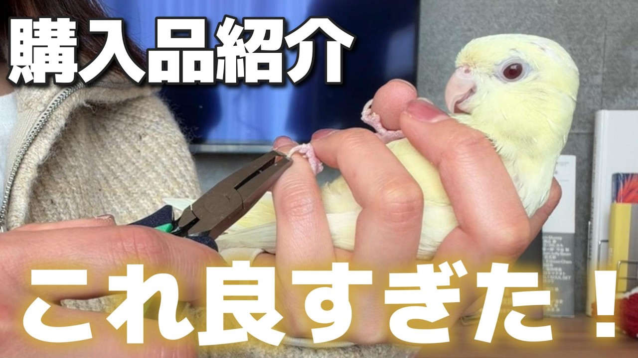 爪切りが苦手な人におすすめ！これ買って爪切りが得意になりました！【インコ】【購入品紹介】