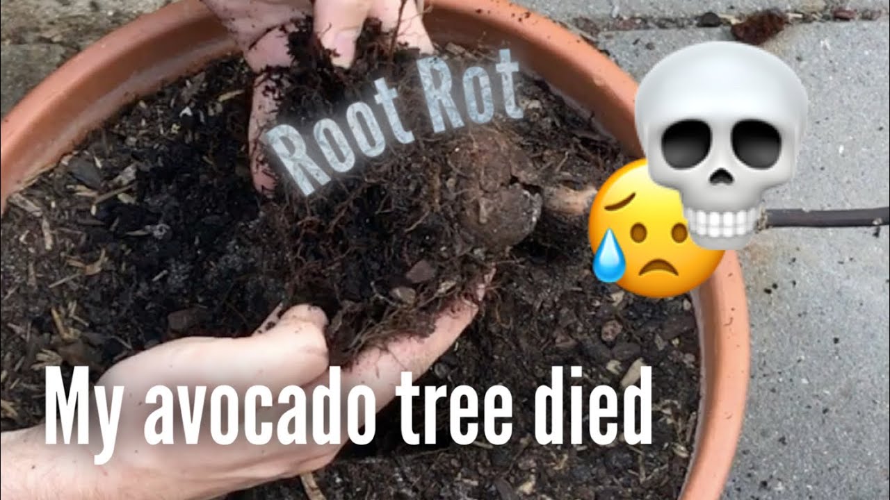 WHY DID MY AVOCADO TREE DIE?: Lessons from a Dead Avocado Tree (and trying again)