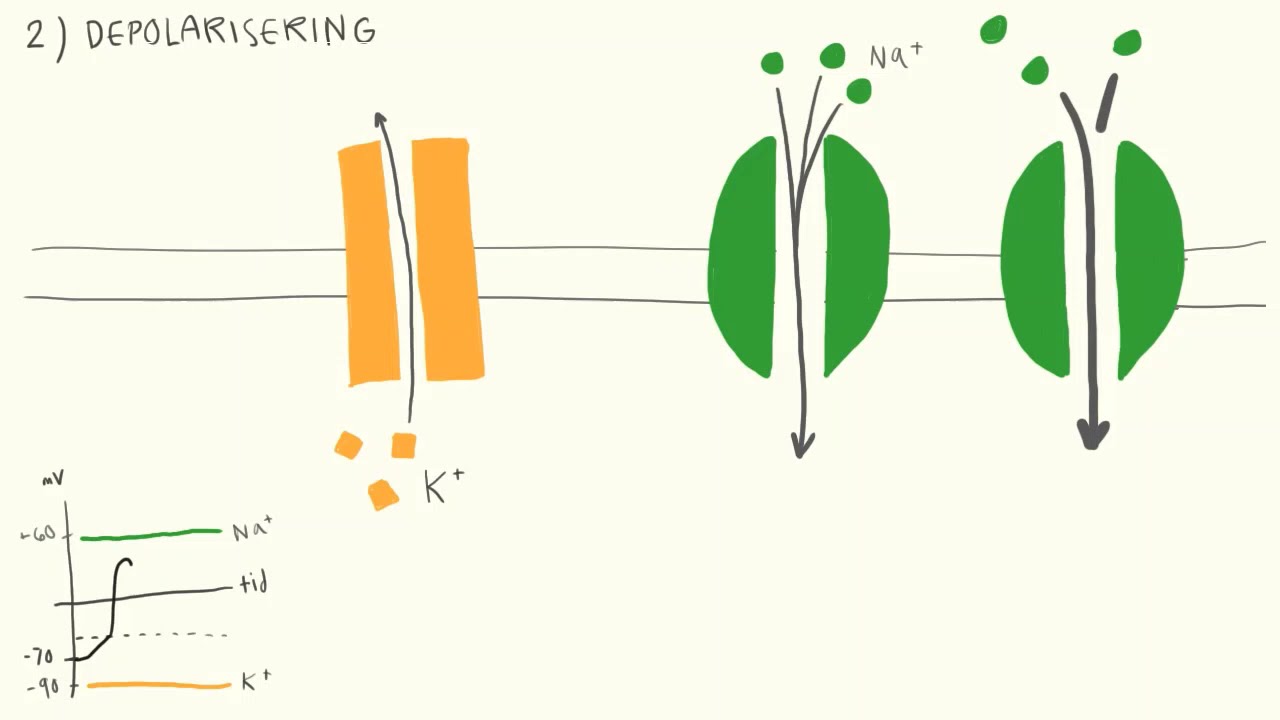 Neurologi - Aktionspotentiale | Biotech Academy