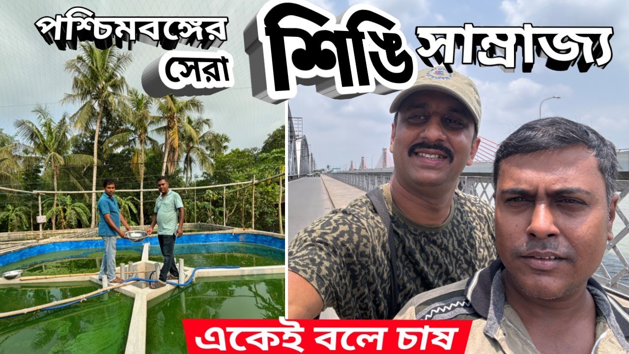 শিঙি চাষ এবং চারা উৎপাদনে ভারতে বিপ্লব // হাইব্রিড মাগুরের মত ডেনসিটি রেখে শিঙি চাষে সফলতা // Singhi