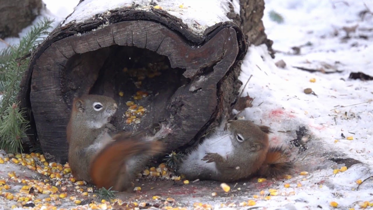 Brutal Red Squirrel Fight