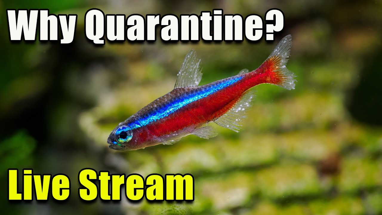 [LIVE]  Why You Should Quarantine Your FIsh + Fish Q&A!