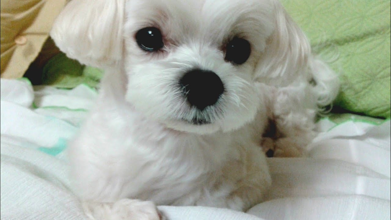 prettypuppy on grass 01 eppeun 