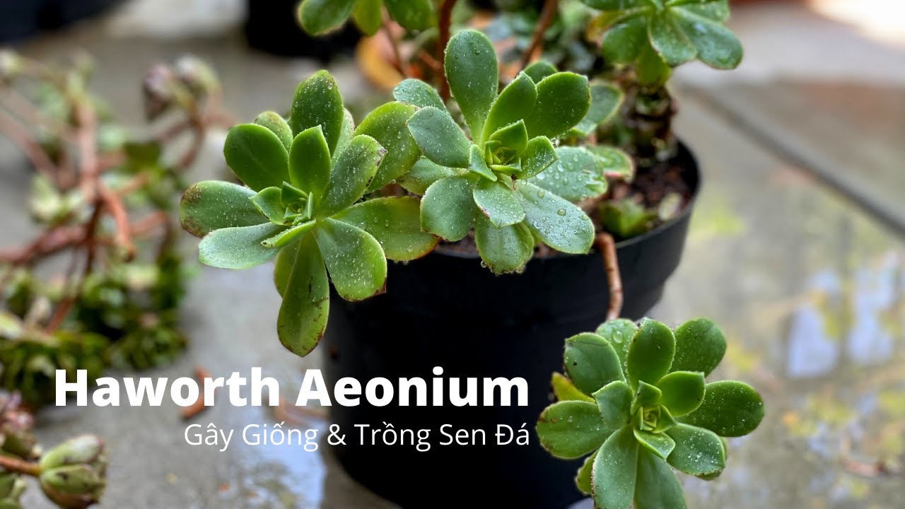 Planting and propagating HAWORTH AEONIUM succulent