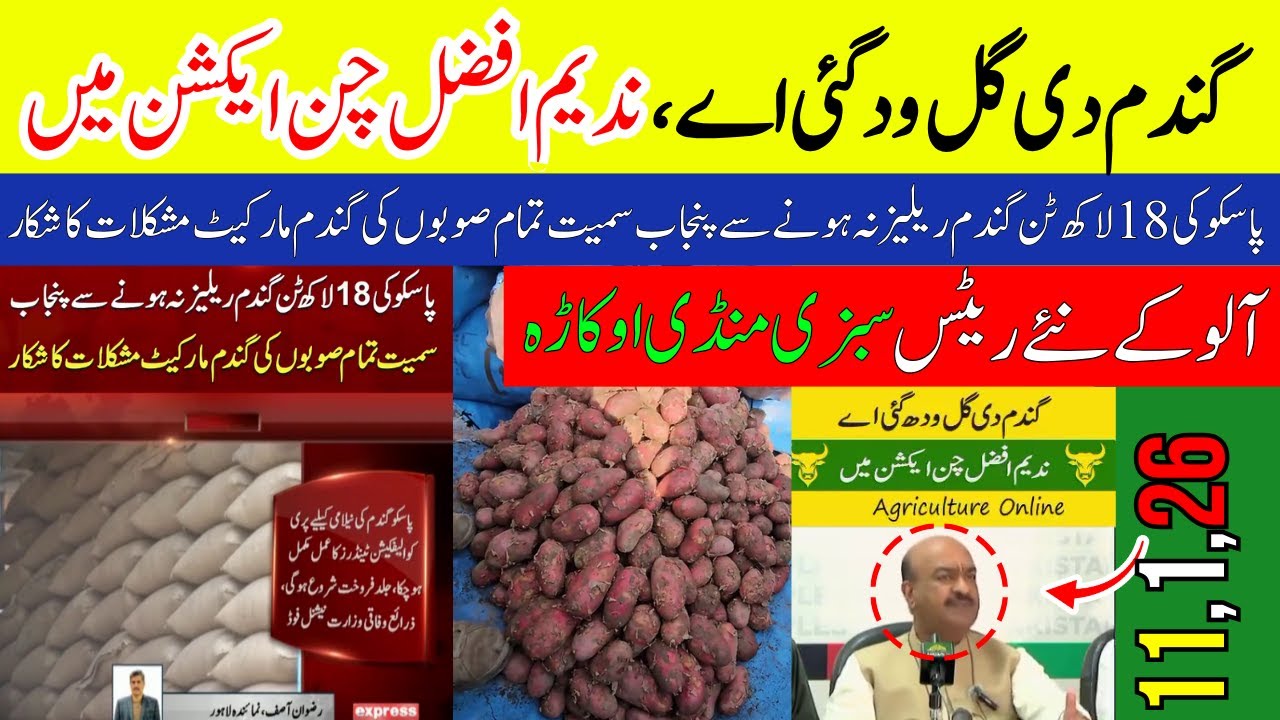 Wheat is gone, Nadim Afzal Chan in action | New wheat rate | Potato Rates Update | Munji, Makki