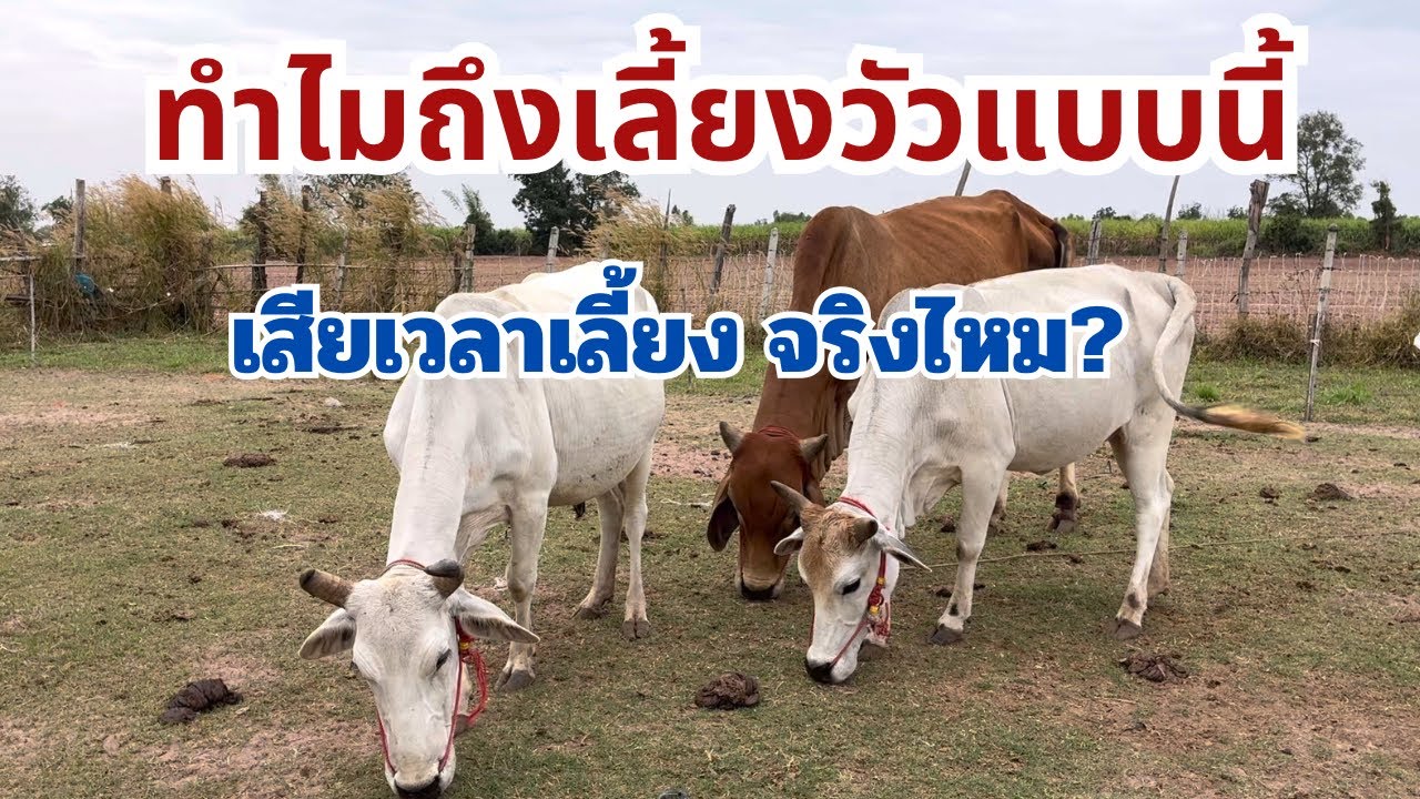 ทำไมถึงเลี้ยงวัวแบบนี้ เสียเวลาเลี้ยงจริงไหม?