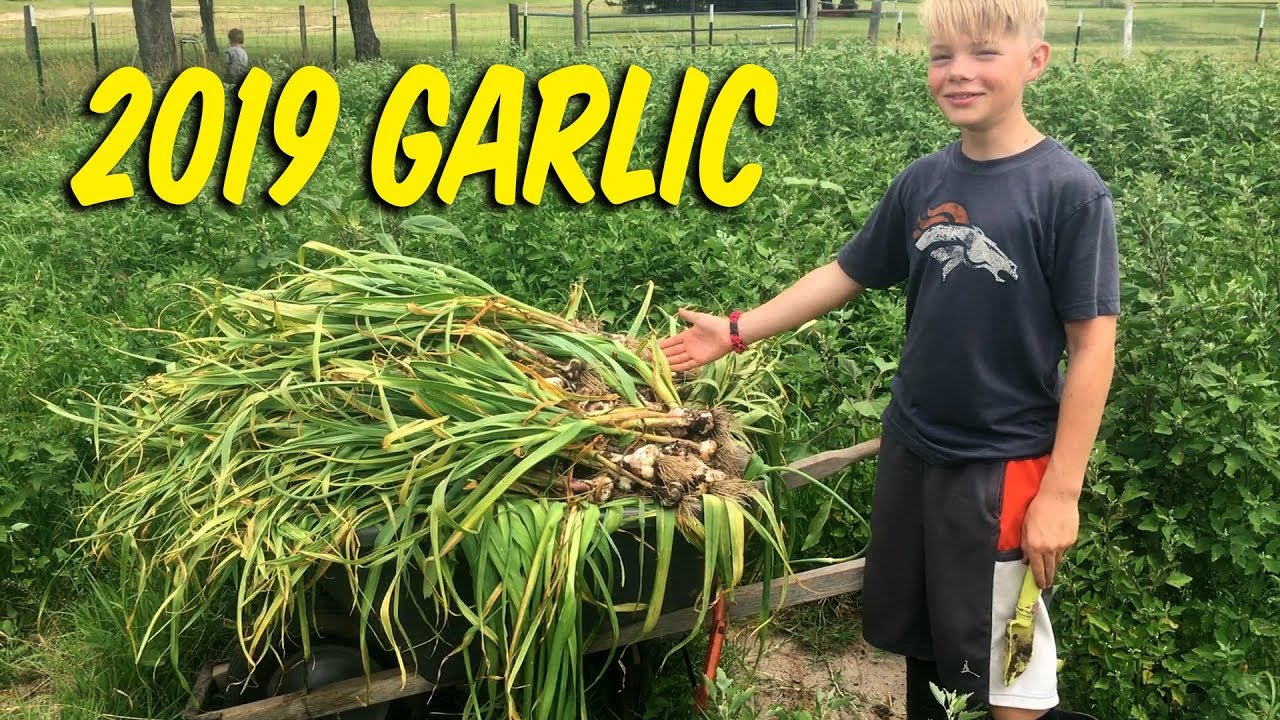 2019 Garlic Haul