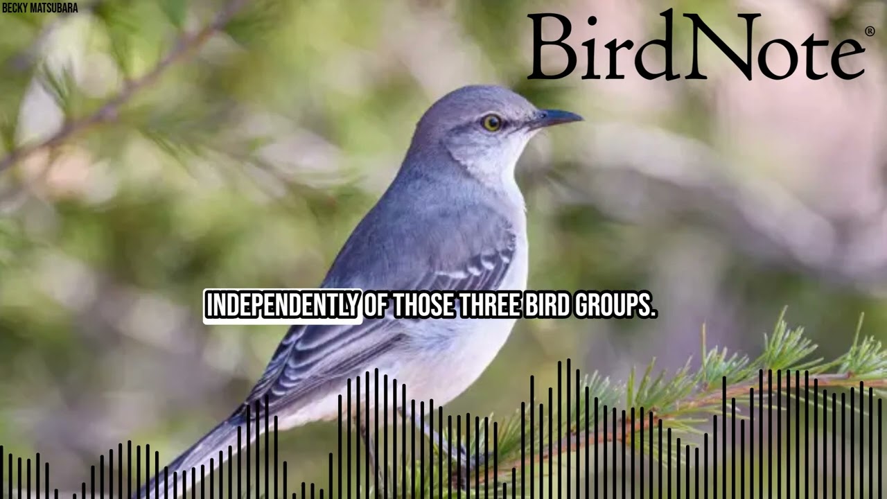 Vocal Learning is for the Birds
