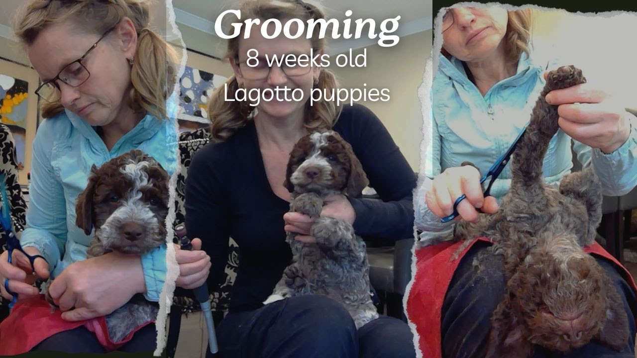 Grooming Lagotto puppies!