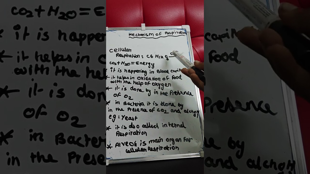 Mechanisms of Respiration