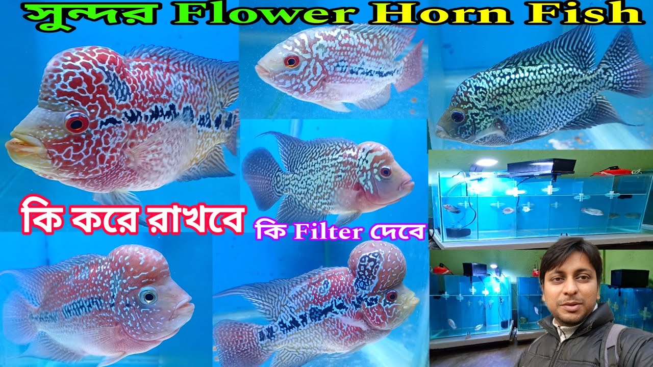 Flower Horn এর সম্ভার | Aquarium Fish Shop Belgharia | Flower Horn Aquarium Fish | Aquarium Fish 🐟 