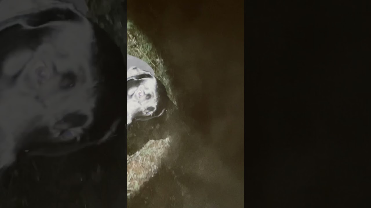 "Night Hiking with My Black Lab: Exploring Colorado's Wilderness After Dark"
