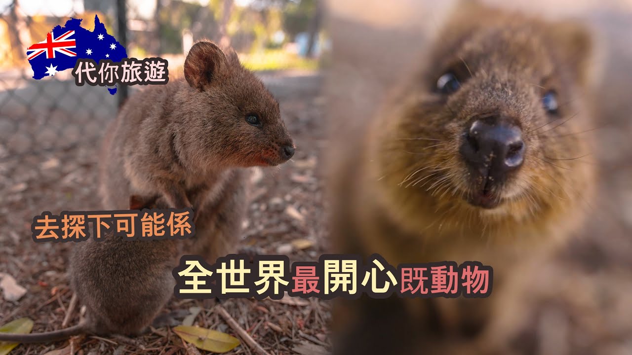 [中文/ENG CC] 代你旅遊 - Rottnest Island ... 去探下可能係全世界最開心既動物 | Rottnest Island Day Trip | [K:Time]