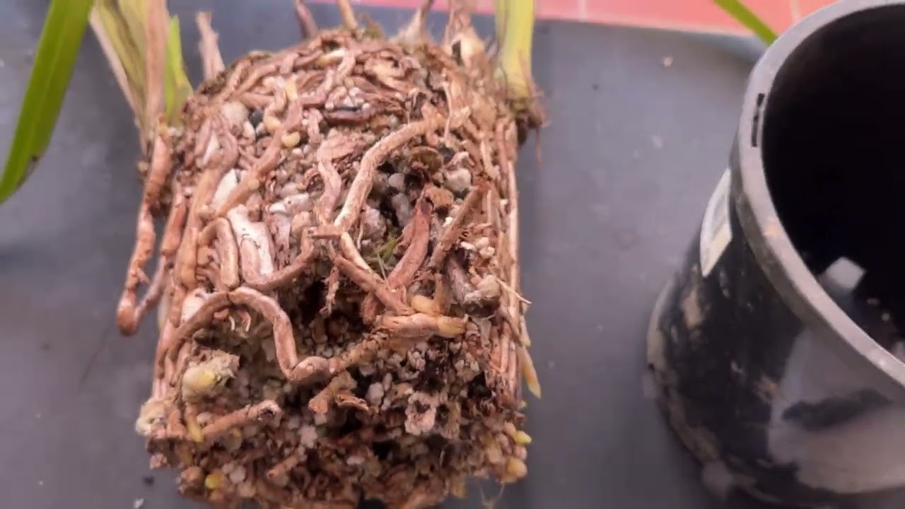 ВО ЧТО САДЯТ ЦИМБИДИУМЫ У НАС В АВСТРАЛИИ. Пересадка. Cymbidium Orchid Care