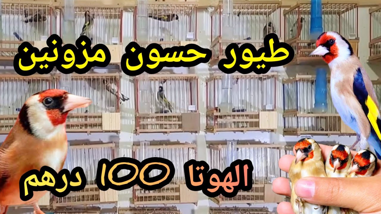  الجديد طيور حسون للبيع مزونين13/2/2026 عندهم شهرين ونصف  رقم الهاتف في الفيديو وتمن جد مناسب #سوق 