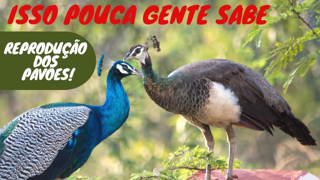 COMO acontece a REPRODUÇÃO dos PAVÕES várias DICAS, falei TUDO. # COMO CRIAR PAVÕES?