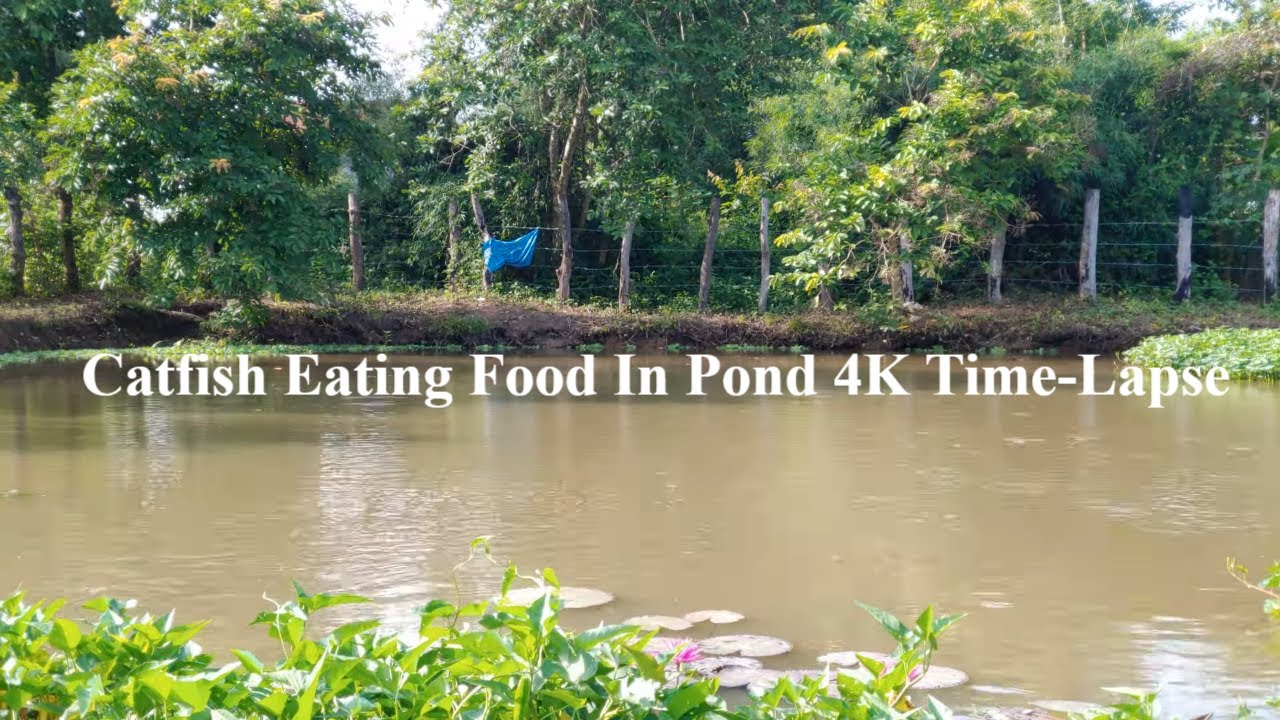 Catfish Eating Food In Pond 4K Time-Lapse By LG V50 ThinQ