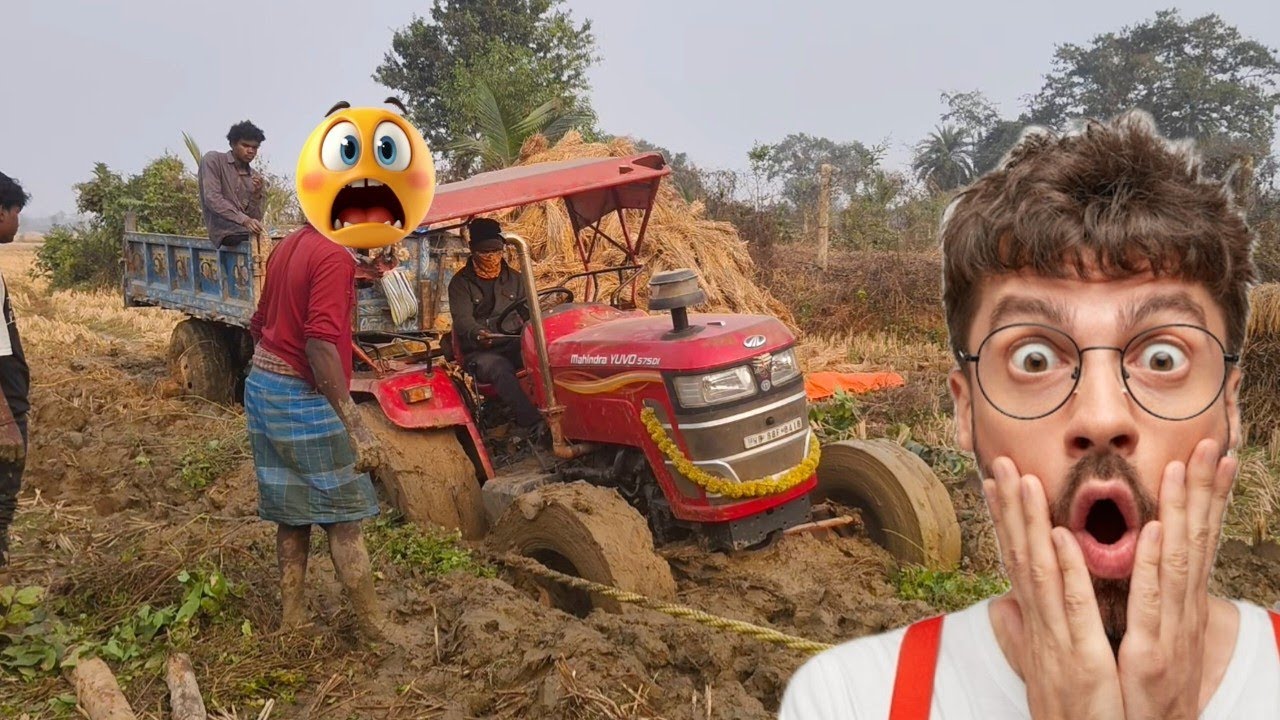 Mahindra yuvo 575 4WD ধান তুলতে এসে কাদায় ফেঁসে গেছে 😱😱😭