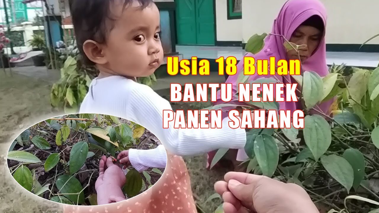 Yuriko Afia Bantu Nenek Panen Sahang