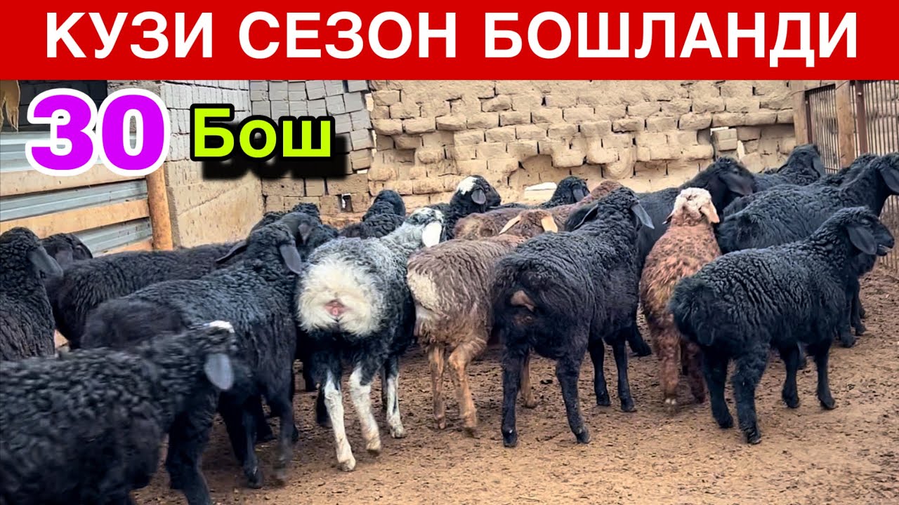 30 Бош Сут Кузилар! ☎️+998 95 788 4696 ☎️+998 77 160 2198