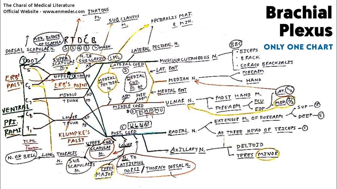 Brachial Plexus - 2 | Only One Chart | The Charsi of Medical Literature